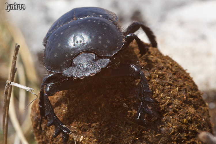 Scarabaeus variolosus